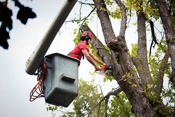 Best Tree Maintenance Programs  in Navajo, NM